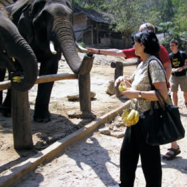 mae-sa-elephant-camp-thaietvous-com (2)